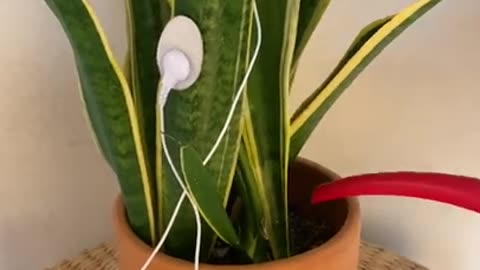 The Sound a Plant Makes When Watered - AMAZING!