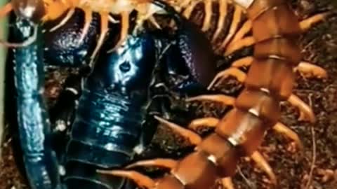 Scorpion VS Centipede, Who is the Winner_ #scorpion #centipede
