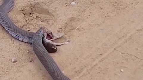 COBRAS FIGHT TILL DEAT