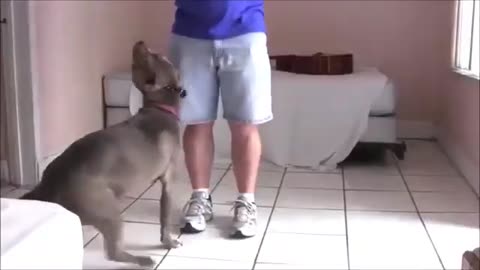 Dog training techniques