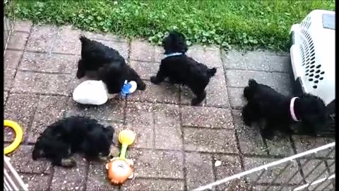 Schnoodle Puppies 2024