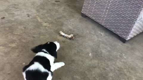 Buddy’s First Bone