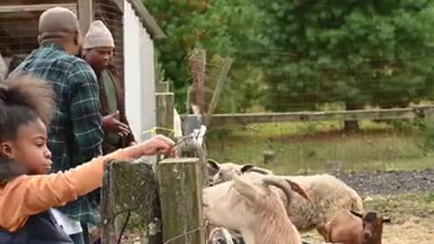 People Feeding Animals