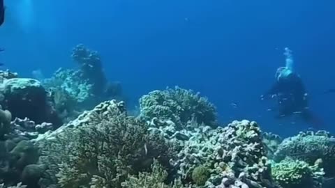 An Underwater Earthquake Caught On Camera!