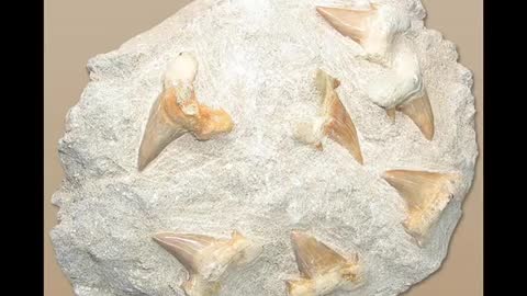Fossil Sharks Teeth from the Phosphate Mines