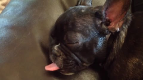 Puppy waves tongue while sleeping