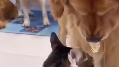 Cats and dogs eat delicious food together