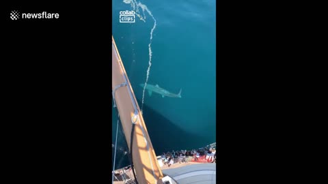 Seattle college student on boat spots a giant basking shark in the ocean