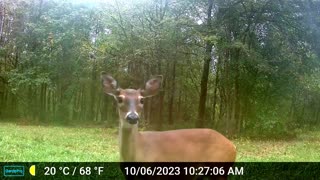 Whitetail Doe Spooked