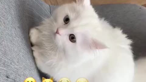 Emoji_challenge_cat___Funny_cat___White_Persian_cat___Popular_cats_of_TikTok(360p)