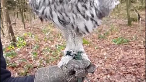 Bartkauz Elvis 🦉😊