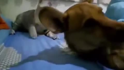 A sleeping and far-farting dog makes the cat angry