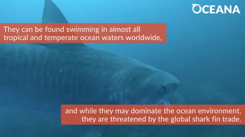 Tiger Sharks Will Eat Almost Anything - Oceana