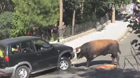 Dont mess with bulls