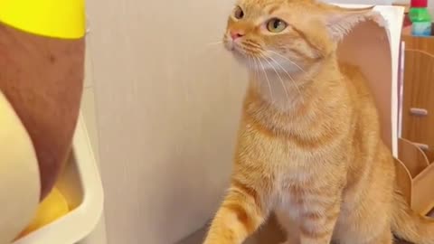 Funny Cat videos 😂