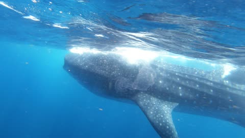 Whale shark passes within inches of thrilled photographer