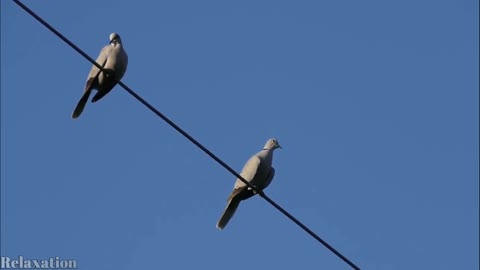 1 Hour of Beautiful Birds No Music 4K Nature Relaxation