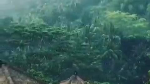 Massive Rain In Jungle