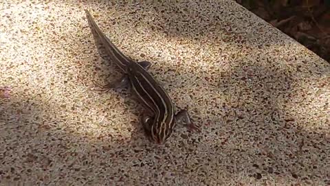 Striped Whiptail Lizard Texas #2