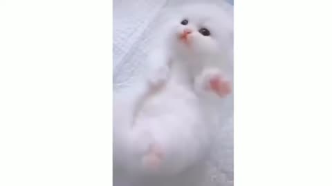 Cute beby kitten