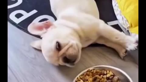 funny cute pet videos