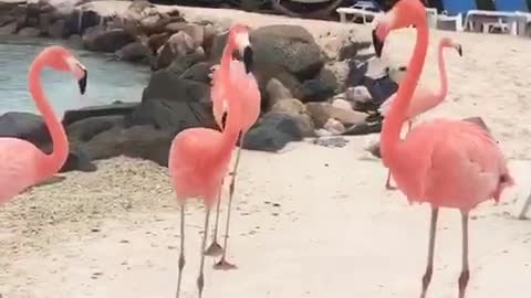 Flamingo register on Aruba beach