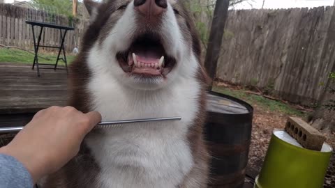 Husky gets cleaned up at the barber