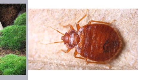 Anaheim termite control | call us 657-258-3050