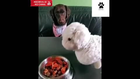 Videos of fun dogs and cats