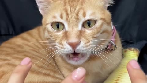 #Cute Cat is confused, which fingers to bite?!