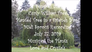 Song of the Curly Willow recorded July 27, 2019