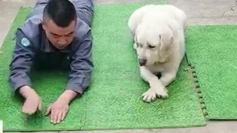 Super challenging cute dog