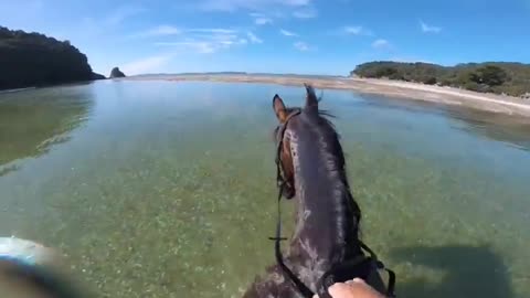 Horse riders lovers!! Horse swimming