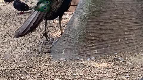 Peacocks and pigeons forage together