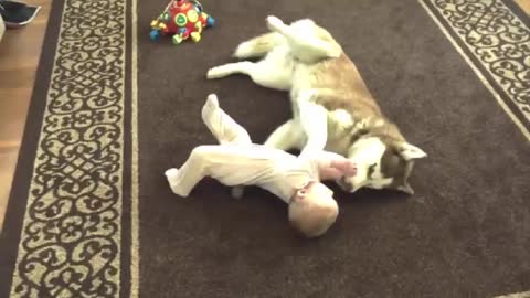 Baby playing with the dog Husky