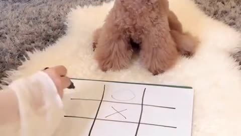 I win, I win #cutedog #funnydogs #dogsoftiktok #funnymoments #doglover #doglovers #puppy #foryoupage