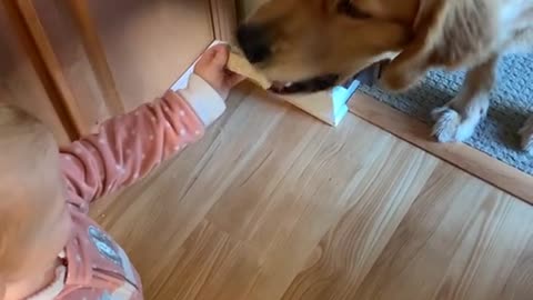A baby gives his dog a bone and the dog takes it gently