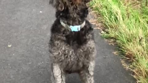 Black dog fetching in slow motion