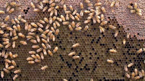 Honey Bees Make Honey ... and Bread? | Deep Look