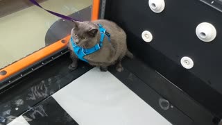 Cat Unsure Of Underwater Workout