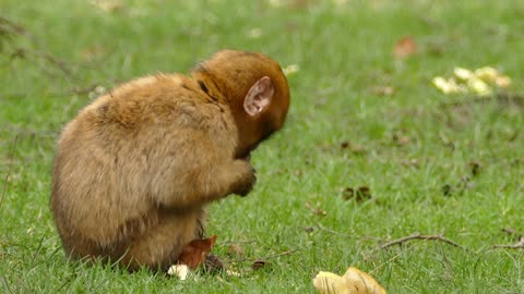 small Monkey in wildlife