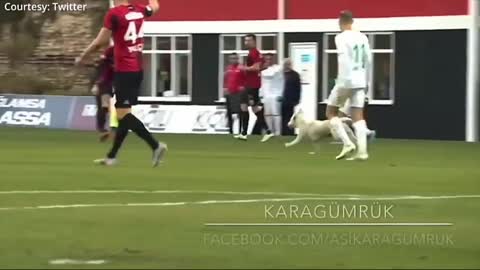 How a dog persistently disrupted football match