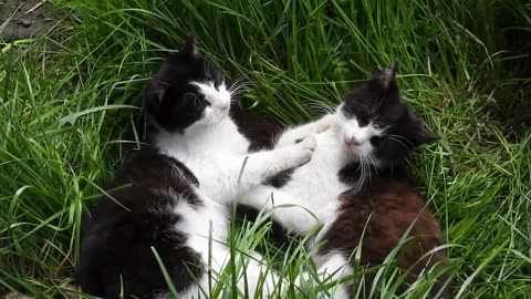 Cute Cat Videos , Cute Animal videos
