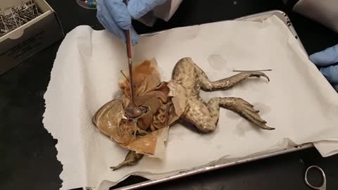Frog Dissection_ Internal Anatomy