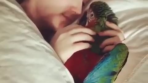Cute parrot animals