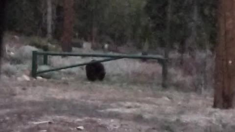 Real encounter with Black Bear near King's Beach, California - Lake Tahoe