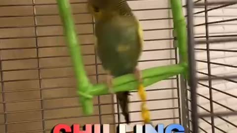 Funny bird Berkeley swing