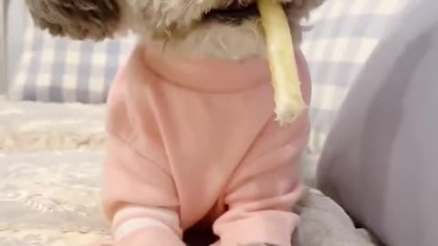 Dog And Cute Videos Funny