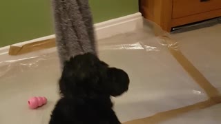 Black dog trying to hang onto and pull grey towel