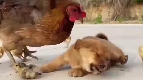 Chicken_🐔_attacking_puppy_for_eating_its_egg_short video.